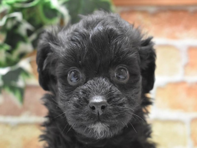 群馬県のハーフ犬 (ペッツワンFC高崎東部店/2023年11月28日生まれ/男の子/ブラック)の子犬